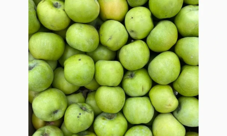 Продаються яблука оптом - фото № 14