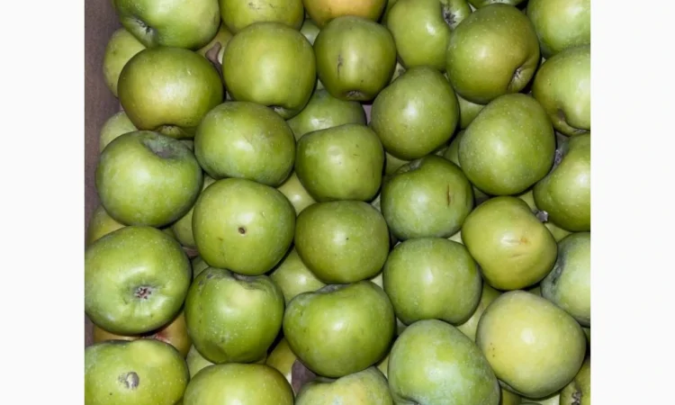 Продаються яблука оптом - фото № 2