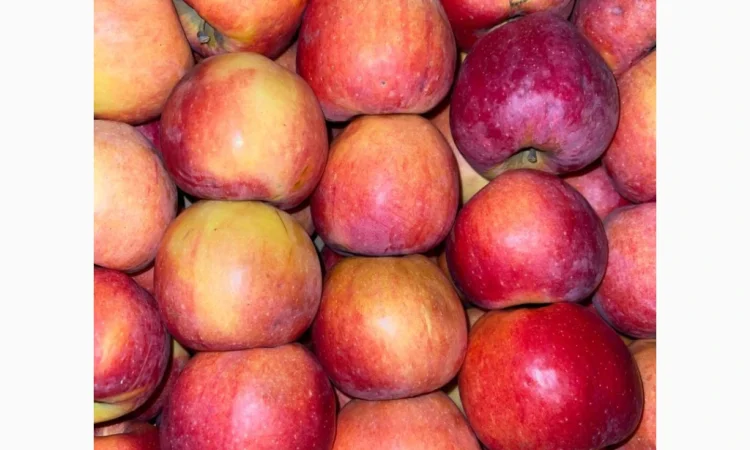 Продаються яблука оптом - фото № 5