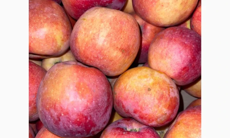 Продаються яблука оптом - фото № 6