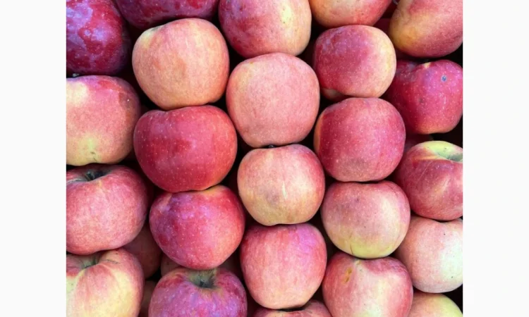 Продаються яблука оптом - фото № 7