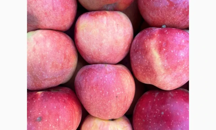 Продаються яблука оптом - фото № 8