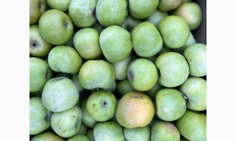 Продаються яблука оптом - фото № 9