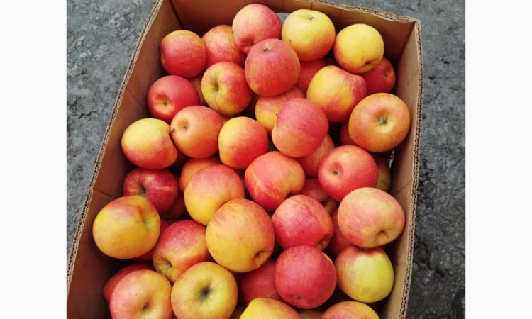 Продаются яблоки различных сортов - фото № 1