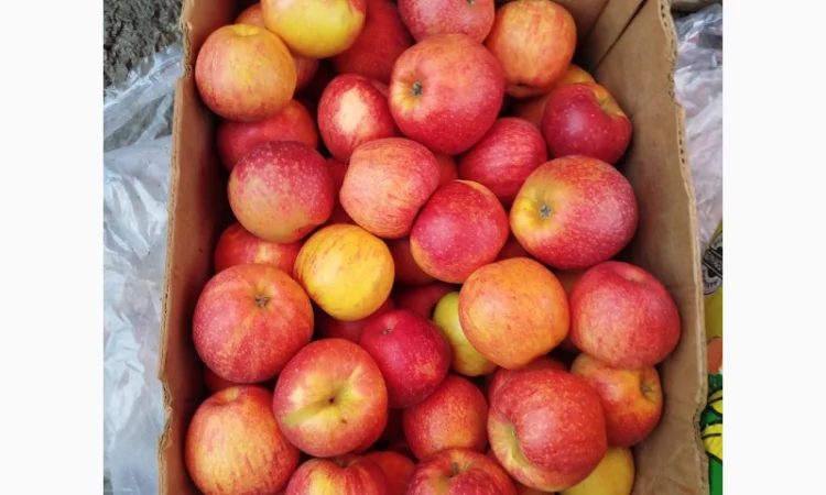 Продаются яблоки различных сортов - фото № 2
