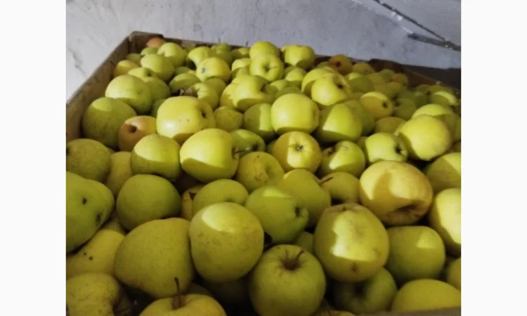 Продаются яблоки различных сортов - фото № 3