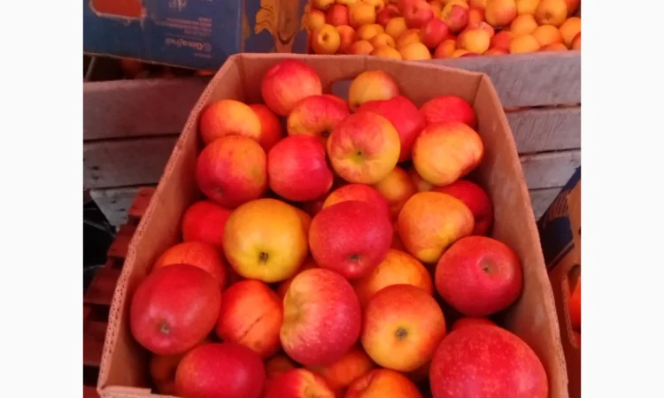 Продаются яблоки различных сортов - фото № 4