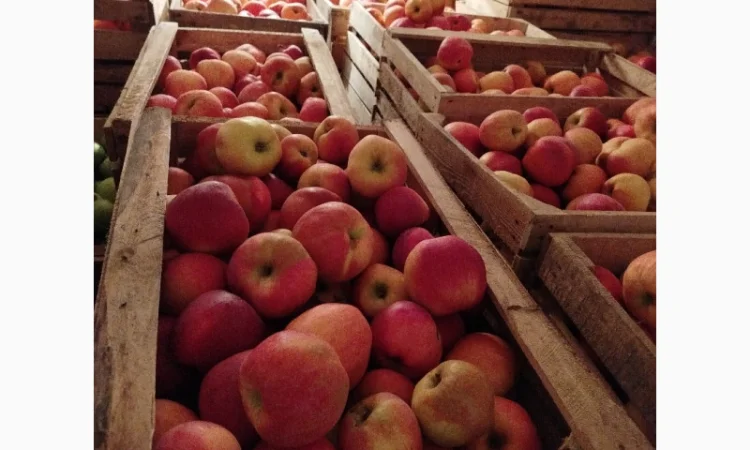 Продаются яблоки различных сортов - фото № 5