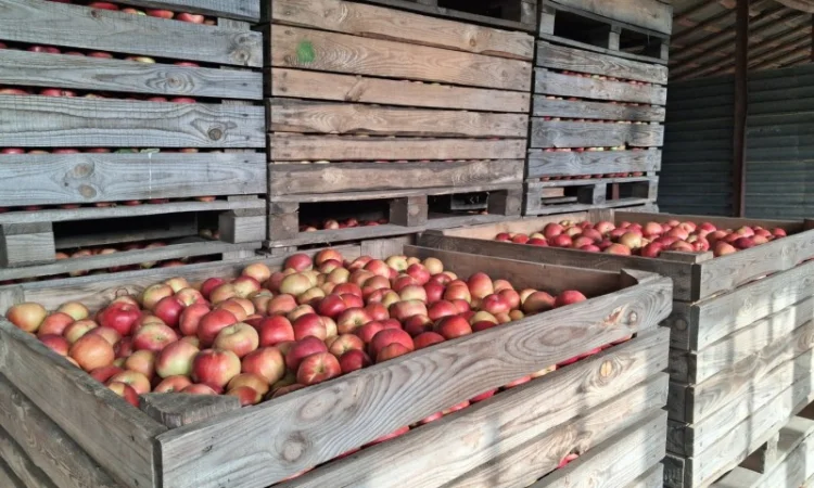 Пропоную яблука сорту Айдаред - фото № 1