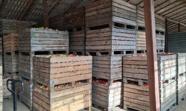 Пропоную яблука сорту Айдаред - фото № 2