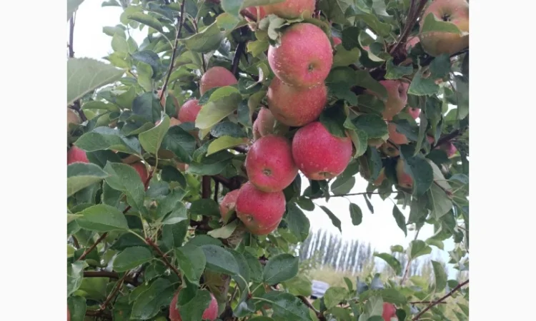 Продам яблука різних сортів - фото № 1