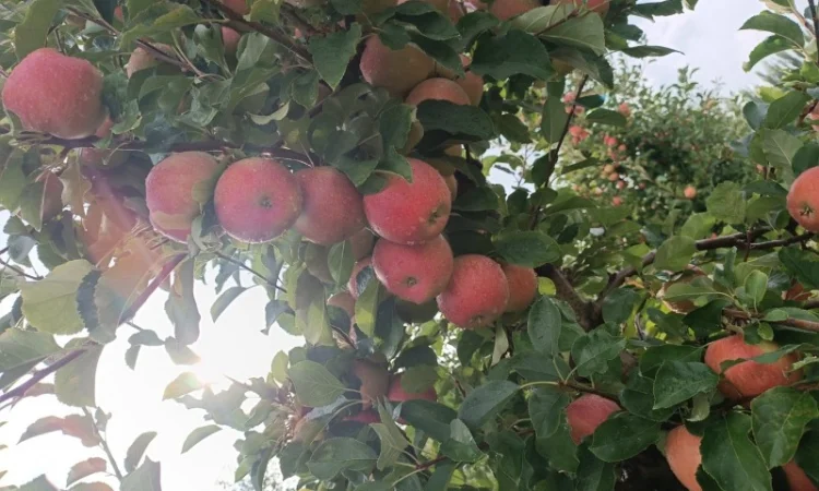 Продам яблука різних сортів - фото № 2