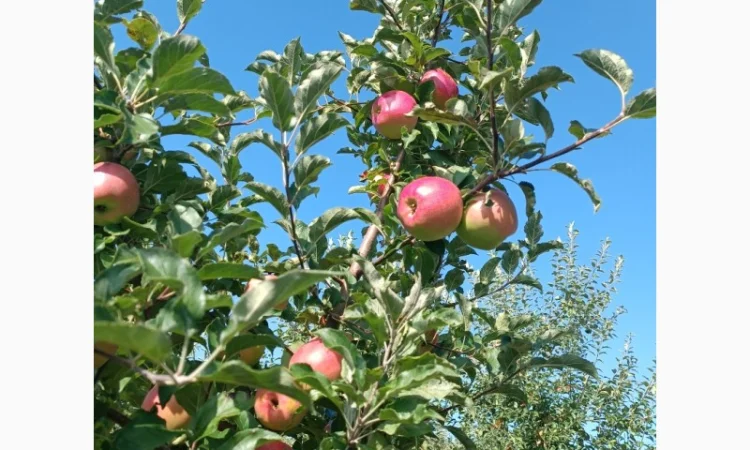 Продам яблука різних сортів - фото № 3