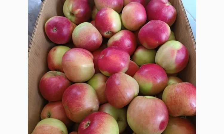 Продам яблука різних сортів - фото № 4