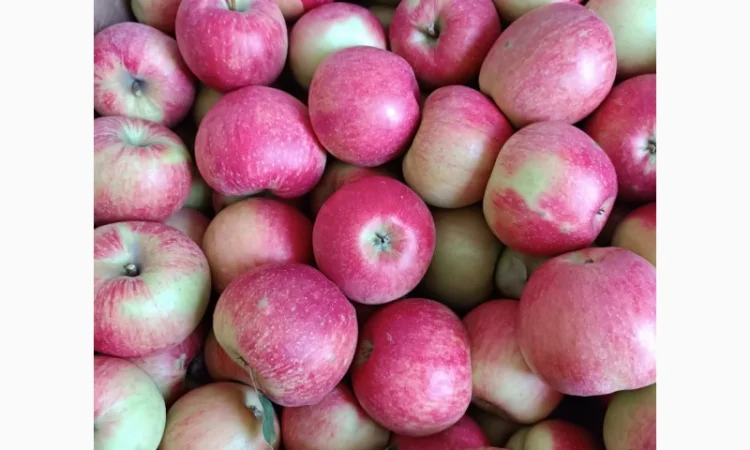 Продам яблука різних сортів - фото № 5