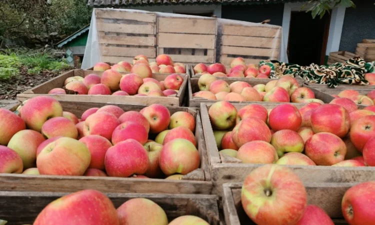 Продам яблука різних сортів - фото № 6