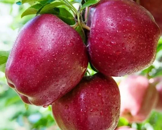 Закуповуємо яблука сорту Ред Чіф оптом від 10 тонн - фото № 1