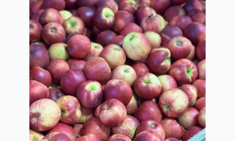 Продаются яблоки всех сортов из холодильника отличного качества - фото № 1