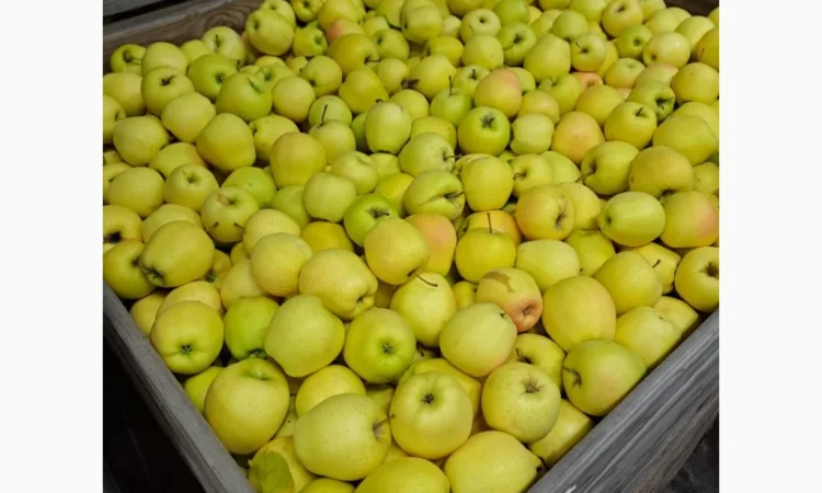 Продается яблоко сорта Голден - фото № 1