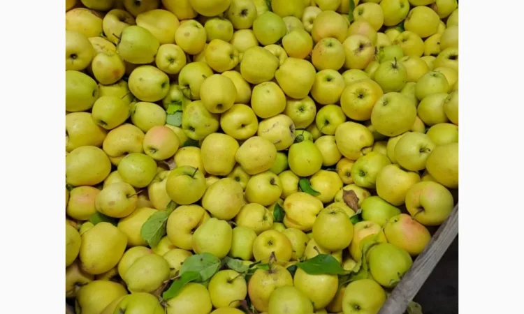 Продается яблоко сорта Голден - фото № 2