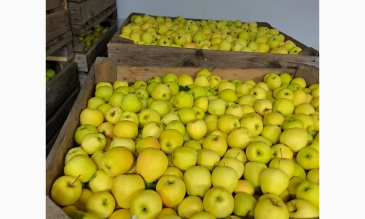 Продается яблоко сорта Голден - фото № 3