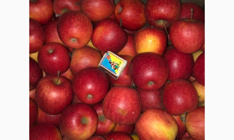 Яблука Пінова - фото № 1