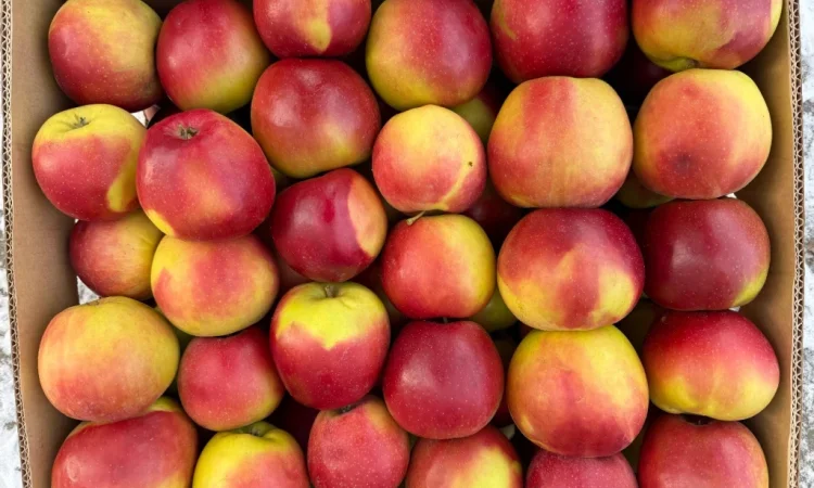 Продам Яблука з холодильника: Чемпіон - фото № 4