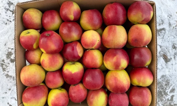 Продам Яблука з холодильника: Чемпіон - фото № 5