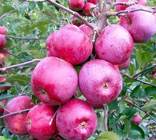 Продается яблоки сортов Флоріна и Айдаред - фото № 1