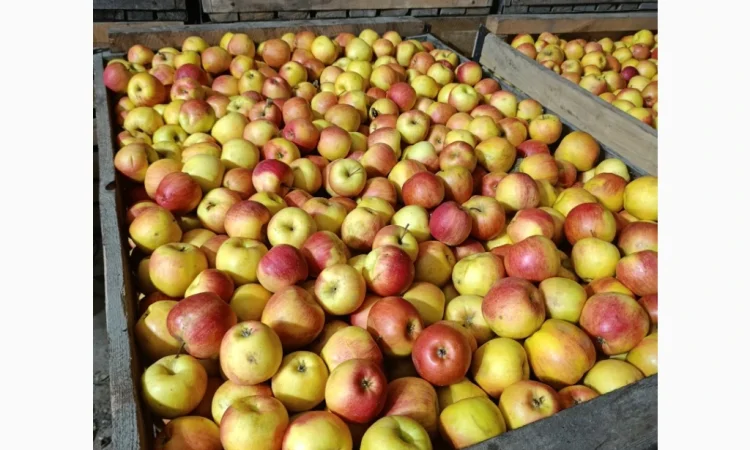 Продаются яблоки сорта Чемпион и Альдарет - фото № 1