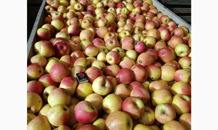 Продаются яблоки сорта Чемпион и Альдарет - фото № 2