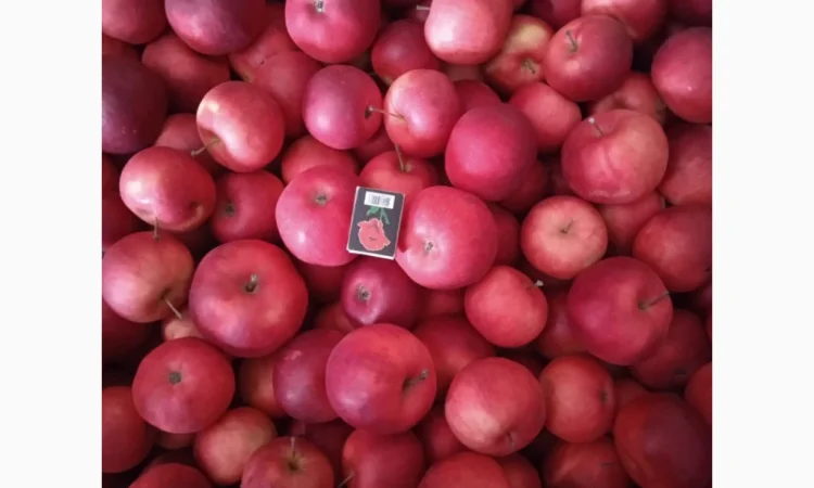Продаются яблоки сорта Чемпион и Альдарет - фото № 3