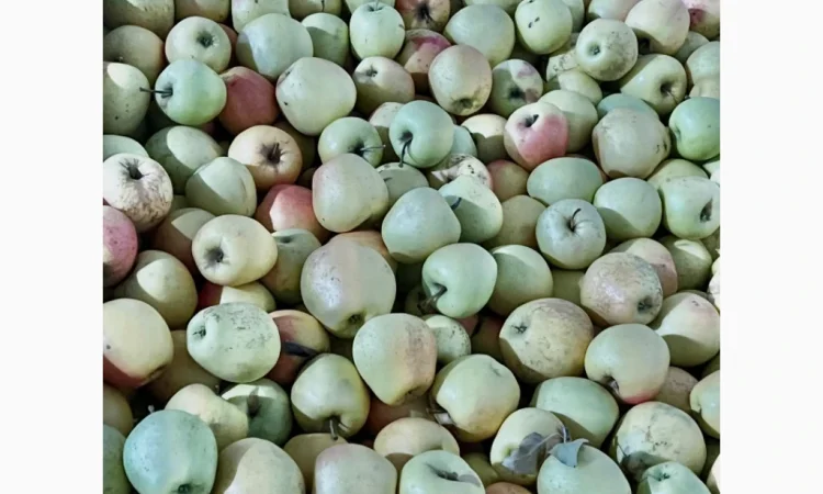 Продаются яблоки второго сорта из холодильника - фото № 1