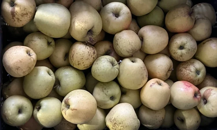 Продаются яблоки второго сорта из холодильника - фото № 2