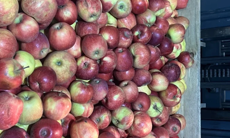 Продаются яблоки второго сорта из холодильника - фото № 3