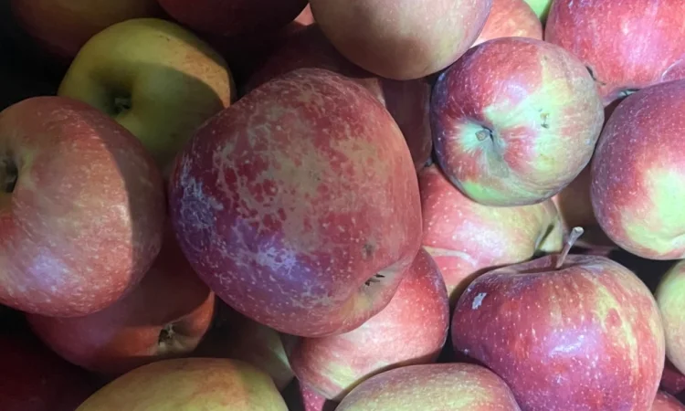 Продаются яблоки второго сорта из холодильника - фото № 4