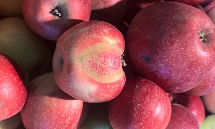 Продаются яблоки второго сорта из холодильника - фото № 5