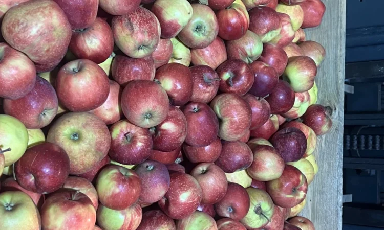 Продаются яблоки второго сорта из холодильника - фото № 6