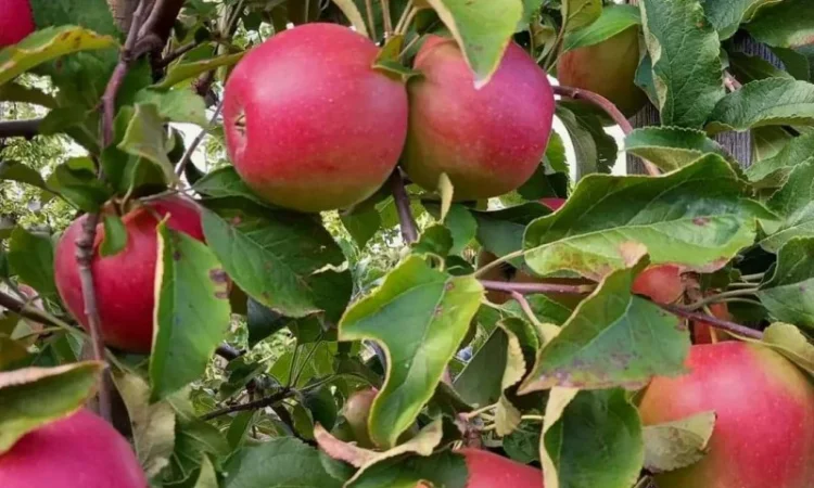 Продаются яблоки сортов Флоріна, Лігол, Еліза, Фуджі, Грані сміт, Джонагорет - фото № 1