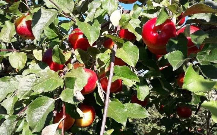 Продаются яблоки сортов Флоріна, Лігол, Еліза, Фуджі, Грані сміт, Джонагорет - фото № 2