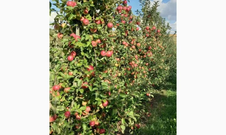 Продаются яблоки сортов Флоріна, Лігол, Еліза, Фуджі, Грані сміт, Джонагорет - фото № 3