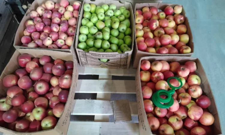 Продаются яблоки сорта Флорина собственного производства - фото № 1