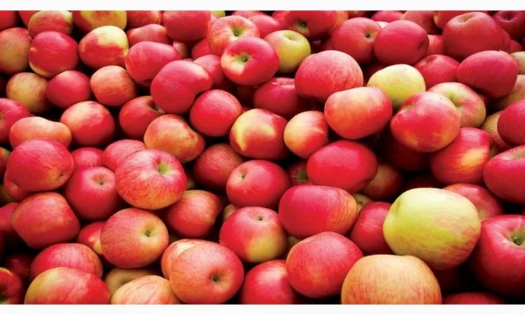 Продаются яблоки зимних сортов - фото № 1