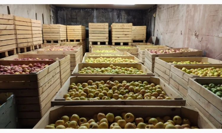 Продам яблука опт - фото № 1