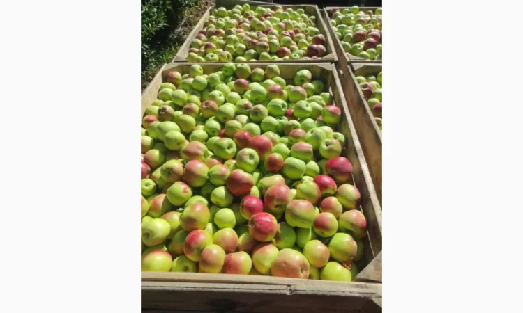 Свежие яблоки разных сортов - фото № 1