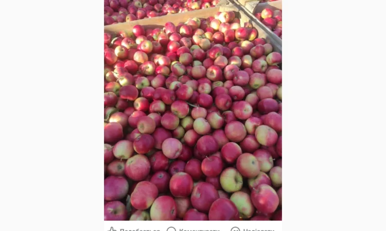 Свежие яблоки разных сортов - фото № 10