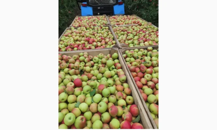 Свежие яблоки разных сортов - фото № 2