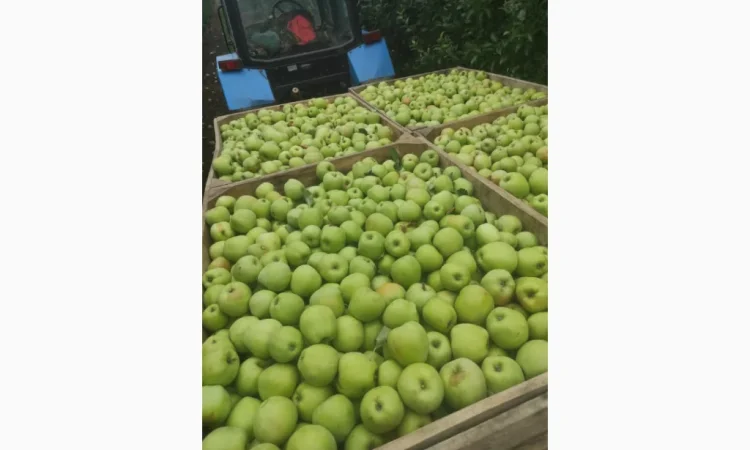 Свежие яблоки разных сортов - фото № 3