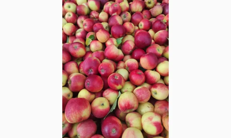 Свежие яблоки разных сортов - фото № 5