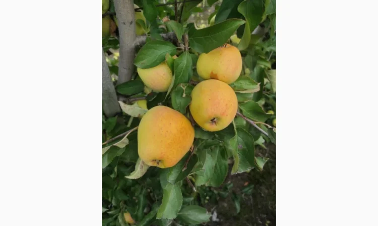 Свежие яблоки разных сортов - фото № 6